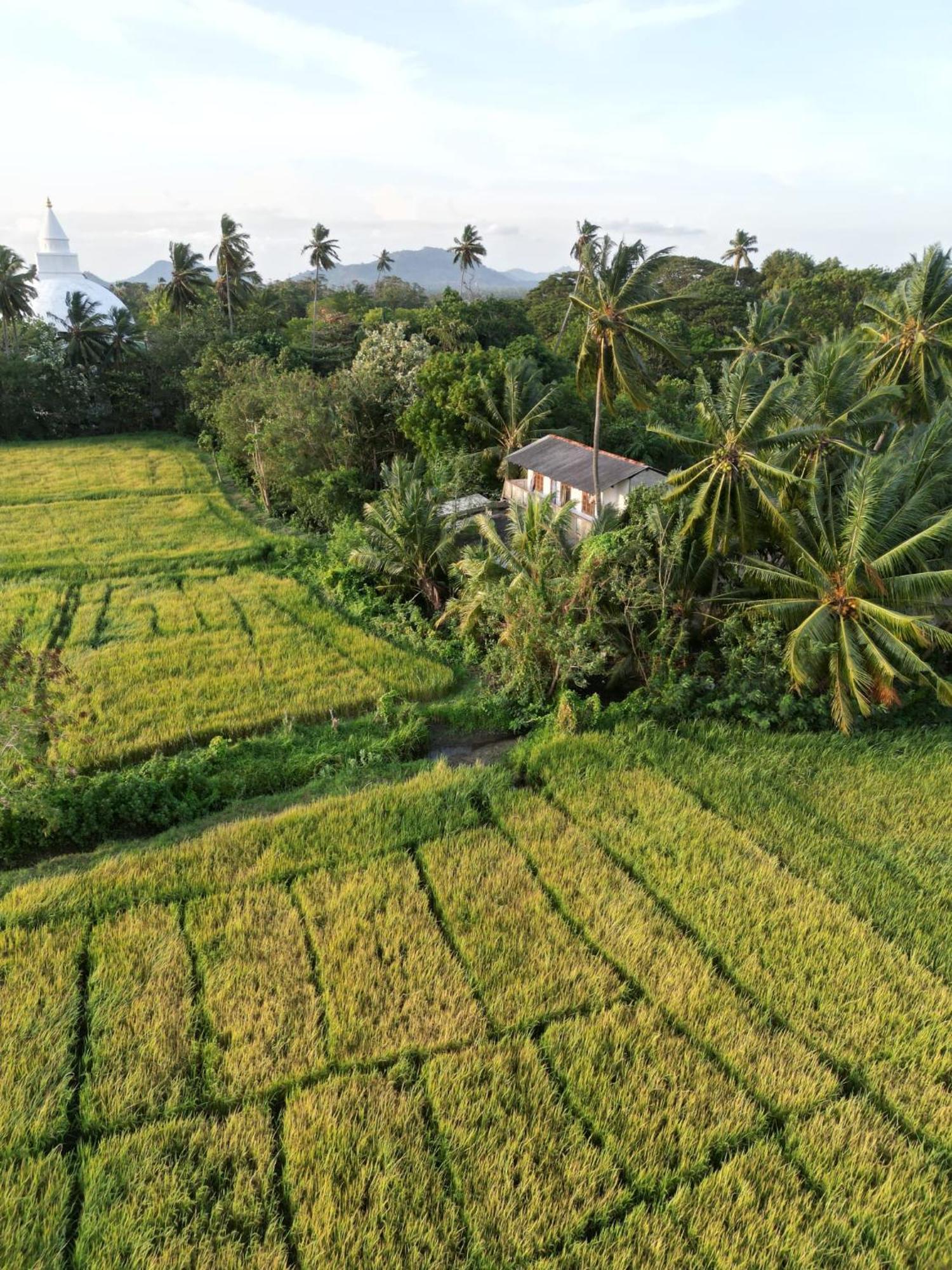 Viveka Inn Guest And Yala Safari 티사마하라마 외부 사진