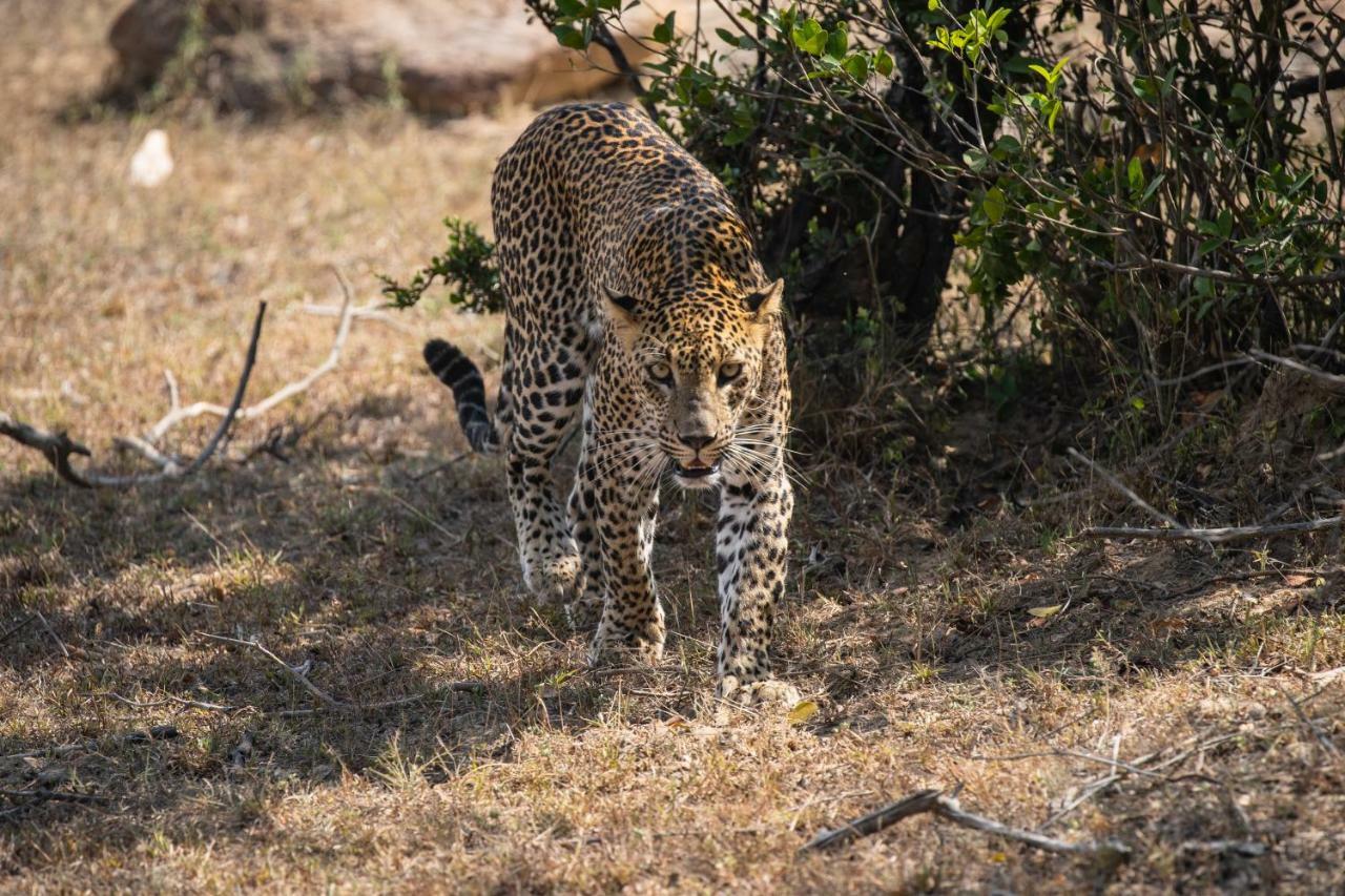 Viveka Inn Guest And Yala Safari 티사마하라마 외부 사진